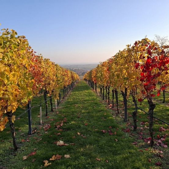 Bild enthält, Nature, Outdoors, Countryside, Rural, Farm, Vineyard, Alcohol, Beverage, Wine Tour