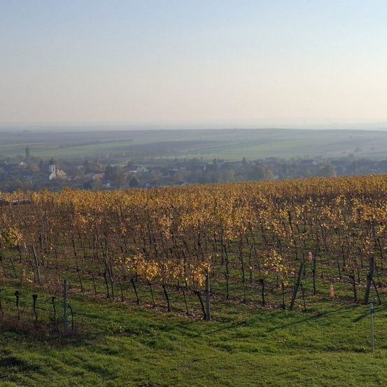 Bild enthält, Nature, Outdoors, Countryside, Rural, Farm, Vineyard