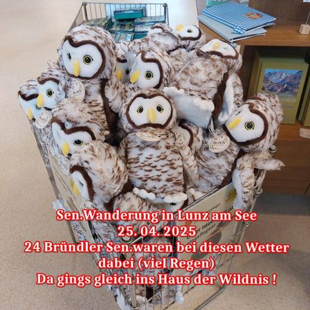 Ein Einkaufswagen voller Plüsch-Eulen mit Etiketten. Der Text lautet: Sen. Wanderung in Lunz am See 25. 04. 2025. 24 Brundler Sen.waren bei diesem Wetter dabei (viel Regen). Da gings gleich ins Haus der Wildnis !