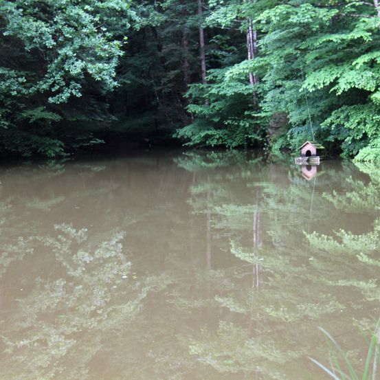 Eine friedliche Waldszene mit einem Gewässer, das die üppige Grünfläche reflektiert und ein kleines Hundehäuschen, das teilweise auf der rechten Seite überflutet ist.