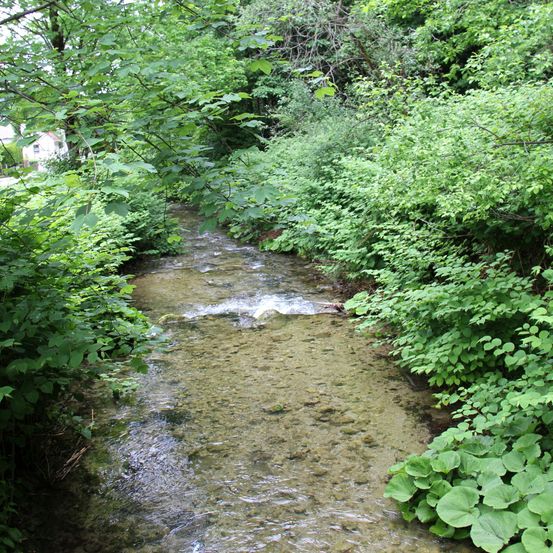 Ein kleiner Bach fließt durch einen dichten Wald mit üppiger Grünfläche und Pflanzen. Das Wasser ist klar und spiegelt das umliegende Laub wider.