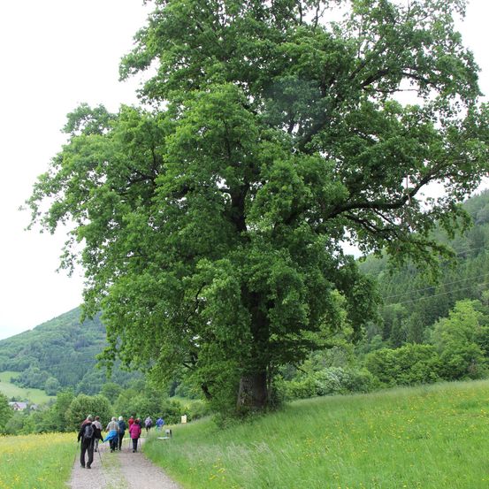 Eine Gruppe von Wanderern geht auf einem Feldweg in einer Wiese mit einem großen Baum und einem Berg im Hintergrund.