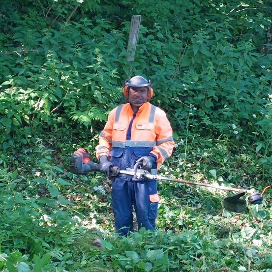 Ein Mann in Schutzausrüstung benutzt einen Heckenschneider, um durch dichtes Grün in einem Wald zu schneiden.