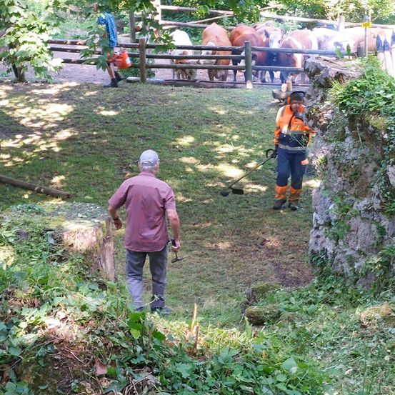Ein Mann trimmt einen Baum mit einer Heckenschere, während eine andere Person in einer reflektierenden Weste einen Baumstumpf mit einer Axt schneidet. In der Nähe grasen Kühe in einem eingezäunten Bereich.