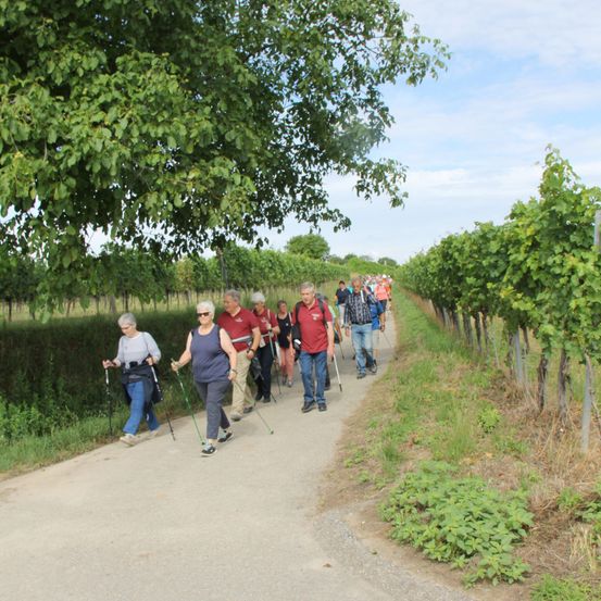 Eine Gruppe von Menschen geht auf einem Weg in einem Weinberg. Sie tragen Wanderstöcke und Turnschuhe.