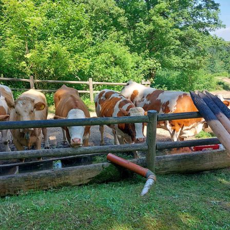 Mehrere braune und weiße Kühe stehen hinter einem Holzzaun, wahrscheinlich auf einem Bauernhof, mit Werkzeugen in der Nähe.