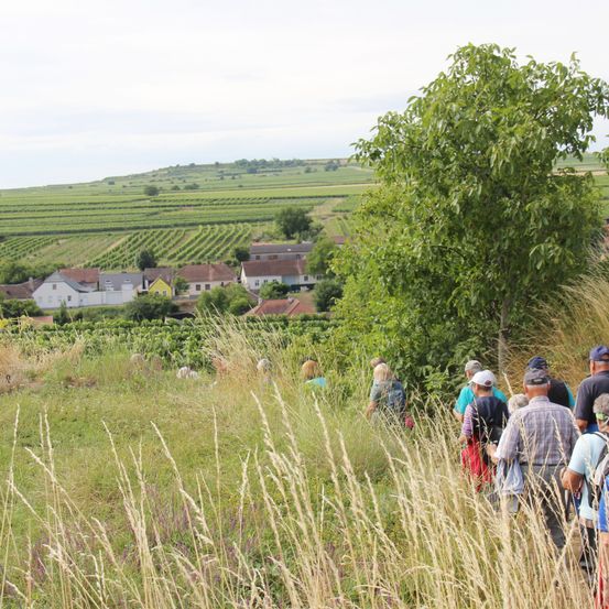 Eine Gruppe von Menschen geht durch ein Feld mit hohem Gras und einem Baum. Dahinter ist eine ländliche Landschaft mit Häusern und Weinbergen sichtbar.