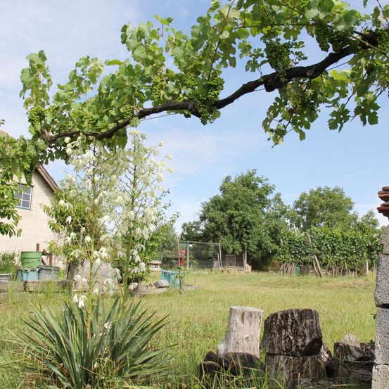 Ein Weinberg mit einem Haus und einigen Pflanzen. Der Himmel ist blau mit ein paar Wolken.