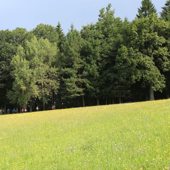 Eine Gruppe von Menschen läuft über ein blumenreiches Feld unter einem klaren blauen Himmel, umgeben von hohen Bäumen.