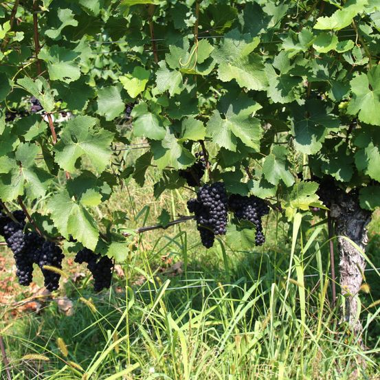 Eine Nahaufnahme von Weinreben mit Traubenbüscheln dunkler Trauben, umgeben von üppigem grünem Laub und Gras.