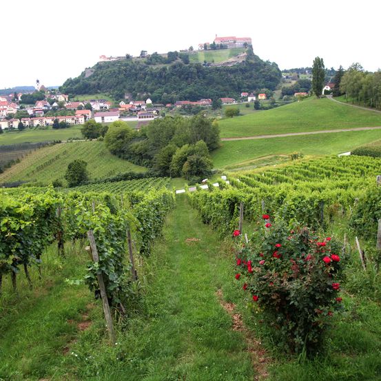 Ein Weinberg mit einem Schloss auf einem Hügel, einer Stadt unten und einer grünen Landschaft.