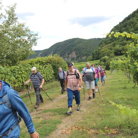 Eine Gruppe von Menschen geht auf einem grasbewachsenen Pfad in einem Weinberg. Sie tragen alle Rucksäcke und halten Trekkingstöcke. Der Weinberg ist von grünen Pflanzen und Bäumen umgeben. In der Ferne gibt es Berge und einen klaren Himmel.