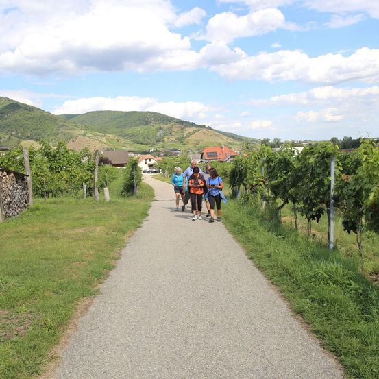 Eine Gruppe von vier Personen geht auf einem Betonweg, umgeben von Weinbergen, unter einem teilweise bewölkten Himmel.
