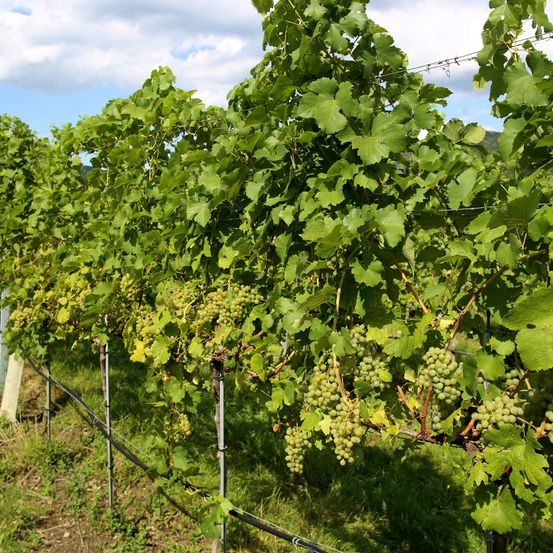 Ein Weinberg mit Reihen von Weinreben, üppigen grünen Blättern und Traubenbüscheln, die von den Zweigen hängen.