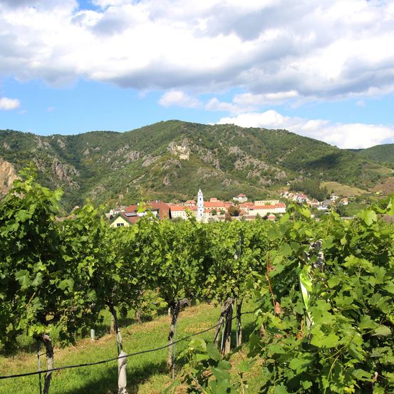 Eine Weinberglandschaft mit einer Stadt im Tal und Bergen im Hintergrund.