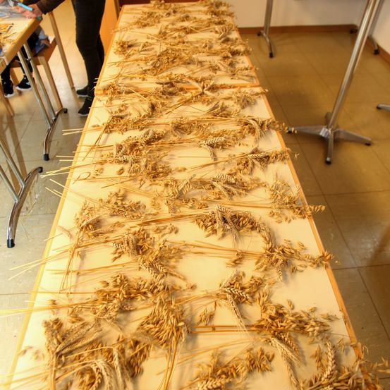 Ein langer Tisch, der mit einem weißen Tuch bedeckt ist, ist mit zahlreichen getrockneten Weizenhalmen gefüllt, vielleicht für eine Schulaktivität.