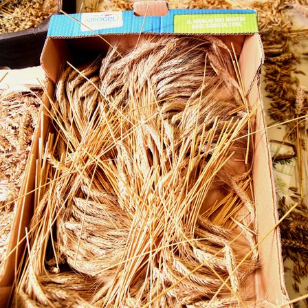 Ein Pappkarton mit einem blauen Etikett, das Orogel liest, enthält einen Haufen getrockneter Weizenhalme.