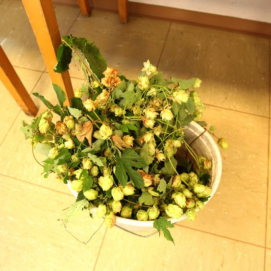 Ein weißer Eimer mit grünen und gelben Hopfenblüten steht auf einem gefliesten Boden in der Nähe eines Holzstuhls.