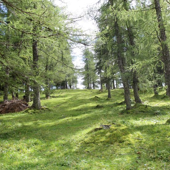 Ein dichter Wald mit hohen Bäumen und einem üppig grünen Grasfeld im Vordergrund. Das Sonnenlicht filtert durch die Bäume und wirft Schatten auf den Boden.