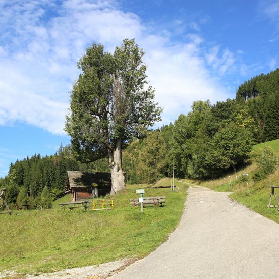 Ein Kiesweg führt zu einer kleinen Holzhütte in einem grünen Waldgebiet. Ein großer Baum steht neben dem Weg, mit Bänken in der Nähe.
