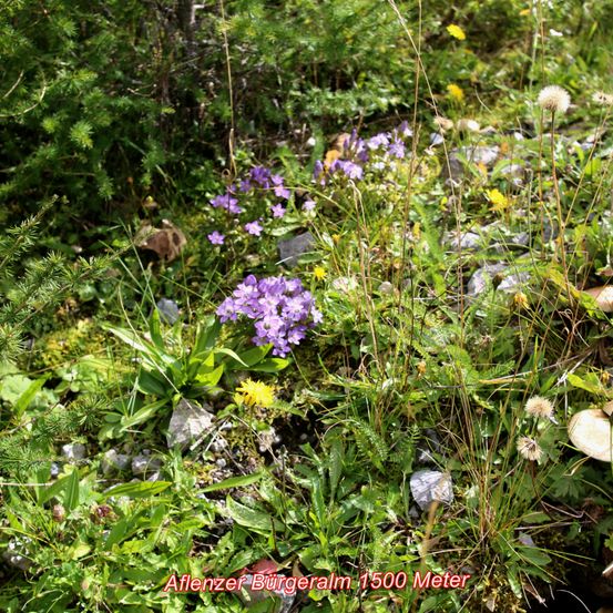 Eine üppige Almwiese auf 1500 Metern zeigt leuchtende violette Blumen und gelbe Löwenzahn neben grünem Laub und verstreuten Steinen.