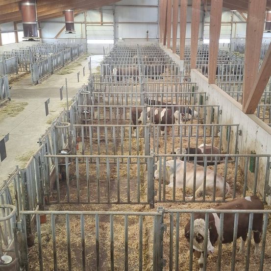 Eine überdachte Farm mit mehreren Reihen von Metallkäfigen; jeder Käfig enthält ruhende Kühe auf Heu; ein Metallweg verläuft zwischen den Käfigen; Holzbalken tragen das Dach; Fenster lassen Licht herein.