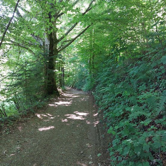 Ein Kiesweg schlängelt sich durch einen dichten Wald mit üppiger Grünfläche und einem hohen Baum links.