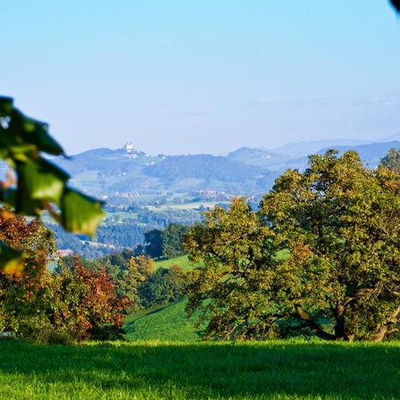 Bild enthält, Grass, Landscape, Nature, Outdoors, Tree, Vegetation, Scenery, Park, Green, Sycamore