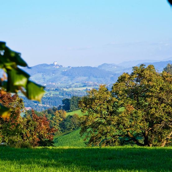 Bild enthält, Grass, Landscape, Nature, Outdoors, Tree, Vegetation, Scenery, Park, Green, Sycamore