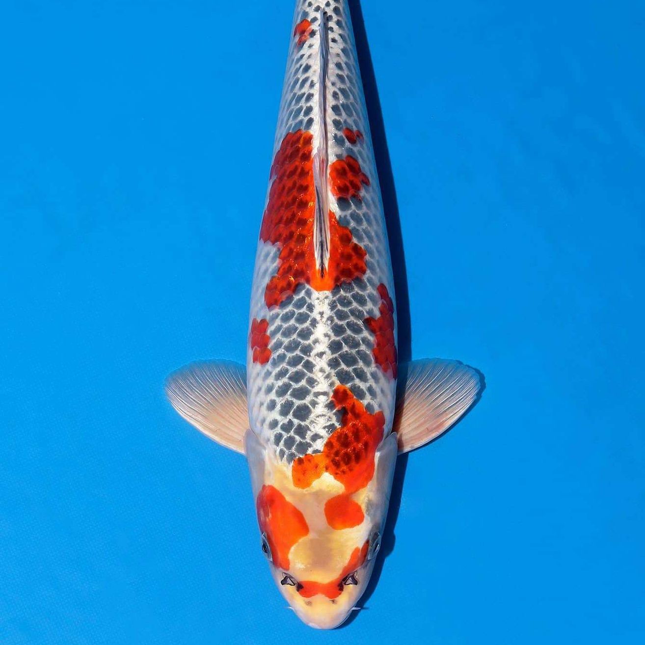 Ein Koi-Fisch mit grau-weißem Körper und orangefarbenen Flecken schwimmt vor einem blauen Hintergrund. Der Fisch hat einen langen, schlanken Schwanz.