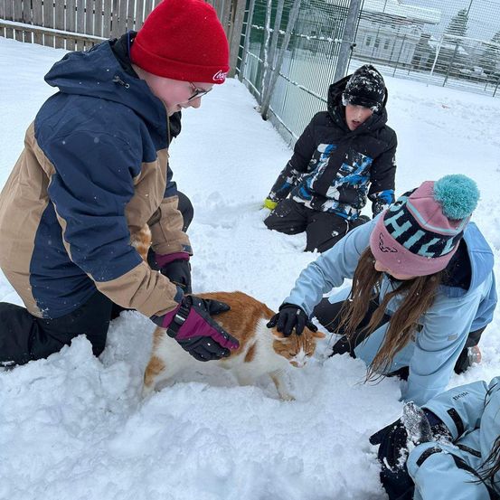 Bild enthält, Nature, Outdoors, Snow, Clothing, Glove, Person, Snowball Fight, Cat, Pet, Face