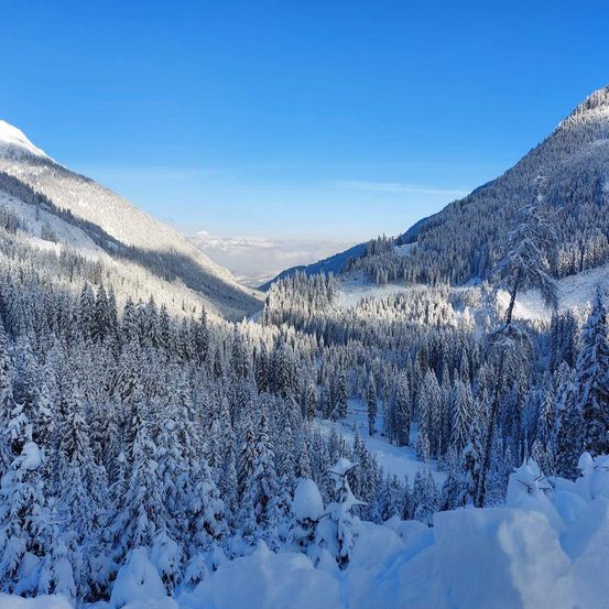 Bild enthält, Tree, Nature, Outdoors, Vegetation, Woodland, Scenery, Landscape, Mountain, Fir, Peak