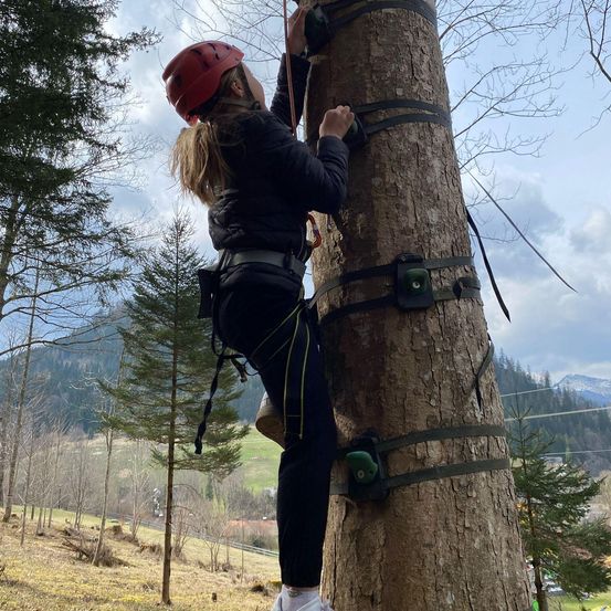 Eine Person mit Helm klettert an einem sonnigen Tag mit Bergen im Hintergrund an einem Baum mit Gurtzeug.