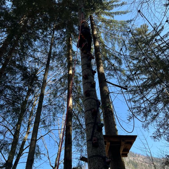 Eine Person klettert an einem sonnigen Tag an einem Baum mit einem Seil in einem Wald hoch.