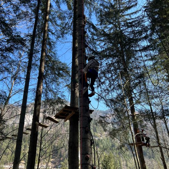 Eine Person klettert mit Gurt und Seil an einem Baum hoch. Eine andere Person klettert links an einem Baum hoch.