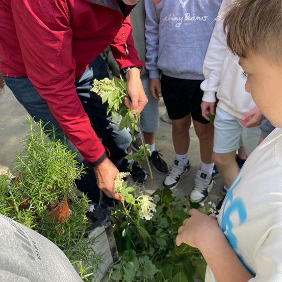 Ein Mann in einem roten Jacke hilft einem jungen Jungen dabei, Blätter von einer Pflanze zu pflücken. Hinter ihnen beobachten zwei Kinder und eine Person in Grau.