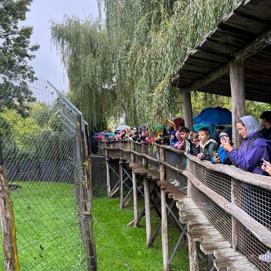 Eine Gruppe von Menschen steht auf einer Holzplattform und schaut Tiere in einem Zoogehege an. Einige halten Regenschirme.