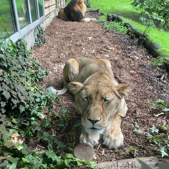 Zwei Löwen befinden sich in einem Zoogehege. Einer sitzt in der Nähe eines Glasfensters, während der andere mit geschlossenen Augen auf dem Boden liegt.