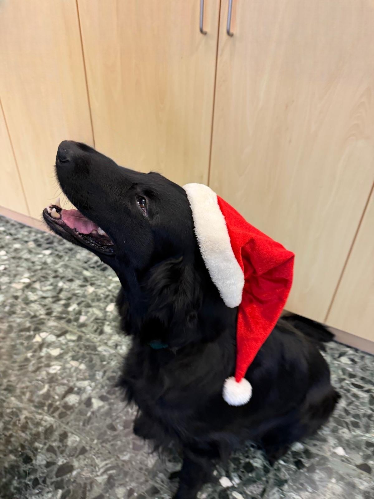 Ein schwarzer Hund mit einem Weihnachtsmannhut sitzt auf dem Boden und schaut mit offenem Mund nach oben.