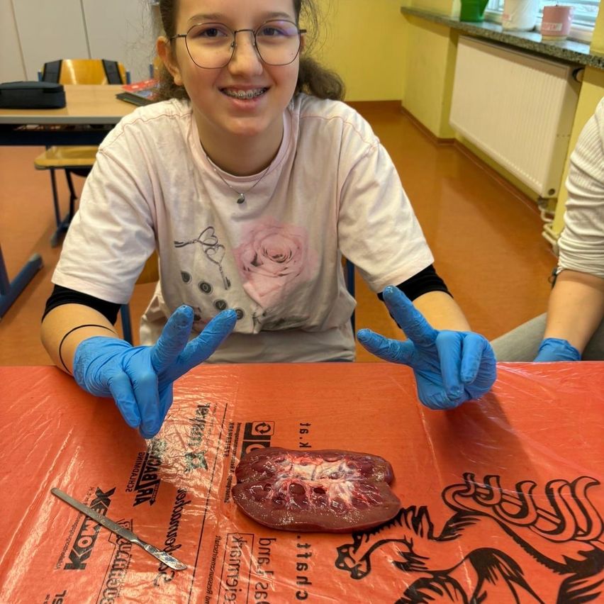 Ein junges Mädchen im Klassenzimmer, mit Brille und Handschuhen, hält ein Stück Fleisch auf einer Plastikfolie, mit einem Messer und anderen Gegenständen in der Nähe.