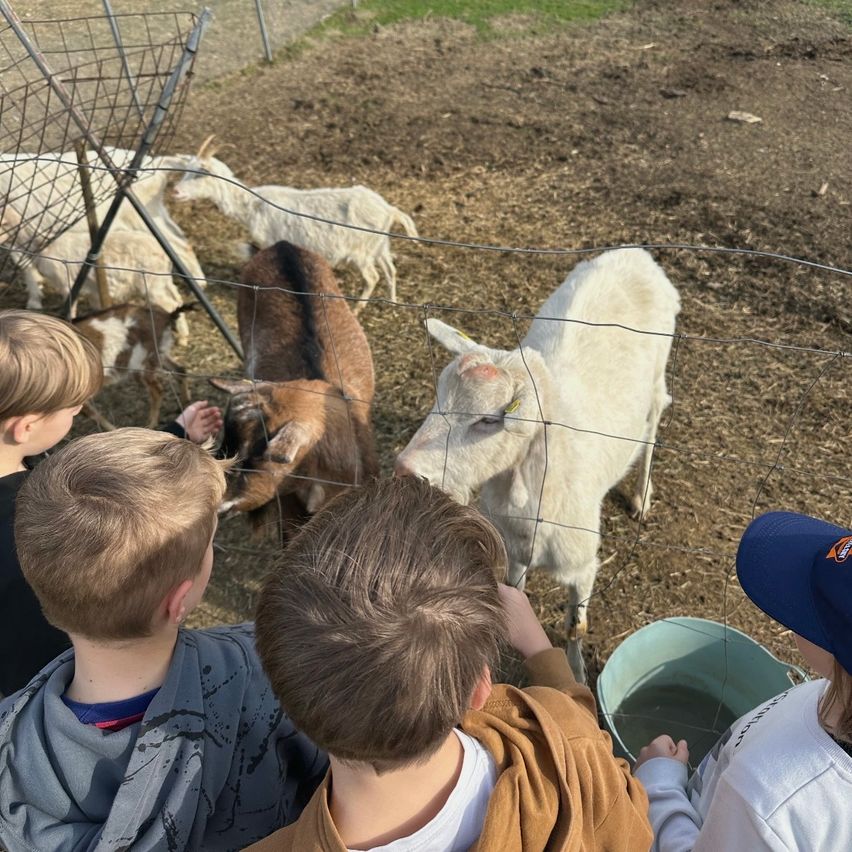 Vier Kinder, zwei Jungen und zwei Mädchen, füttern eine Gruppe von Ziegen auf einem Bauernhof. Ein Junge trägt einen blauen Hut, während die anderen kurze Haare haben. Sie stehen hinter einem Drahtzaun.