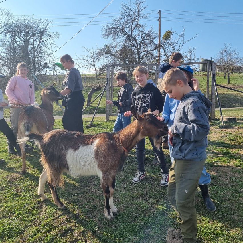 Eine Gruppe von Kindern und Erwachsenen ist in einem Bauernhof, wo sie mit zwei Ziegen interagieren. Die Kinder berühren und füttern die Ziegen.