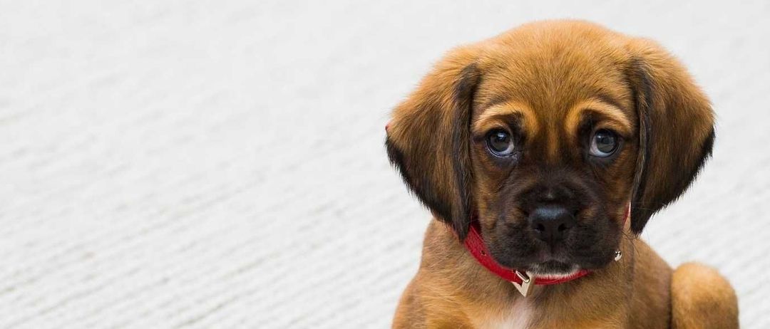 Bild enthält, Animal, Boxer, Bulldog, Canine, Dog, Mammal, Pet, Puppy, Hound