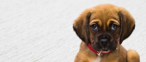 Bild enthält, Animal, Boxer, Bulldog, Canine, Dog, Mammal, Pet, Puppy, Hound