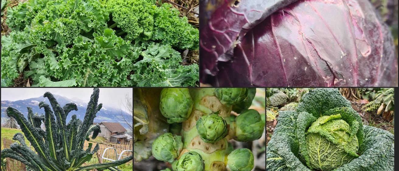 Bild enthält, Plant, Food, Produce, Leafy Green Vegetable, Vegetable