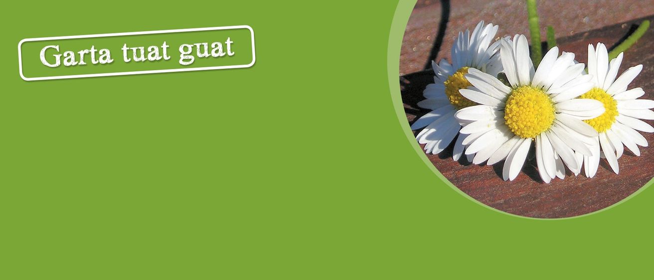 Bild enthält, Daisy, Flower, Plant, Petal