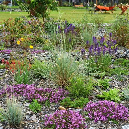 Bild enthält, Plant, Vegetation, Purple, Grass, Herbal, Garden, Nature, Outdoors, Flower, Person