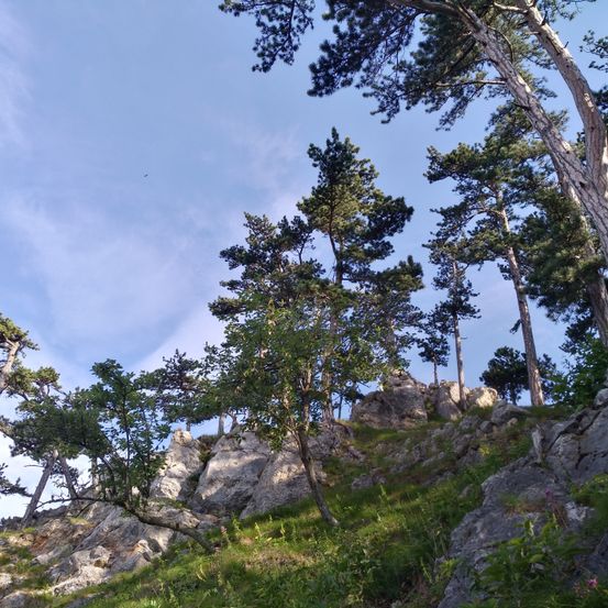 Bild enthält, Plant, Tree, Fir, Tree Trunk, Conifer, Outdoors, Nature