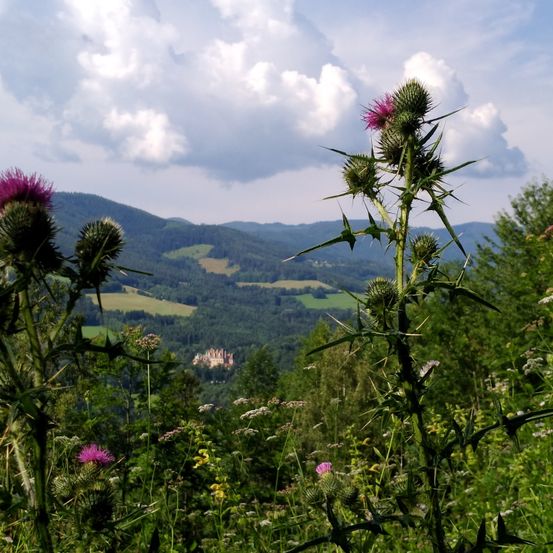 Bild enthält, Flower, Plant, Thistle