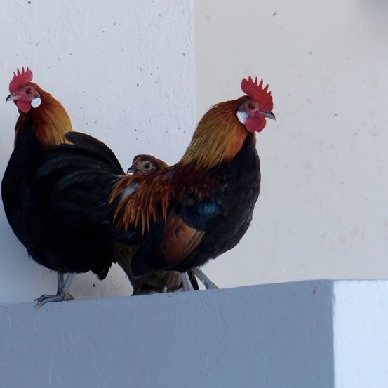Bild enthält, Animal, Bird, Chicken, Fowl, Poultry, Rooster